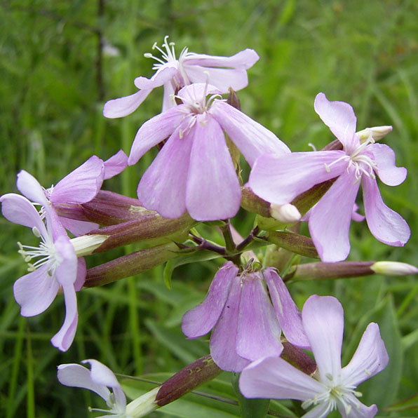 SOAPWORT